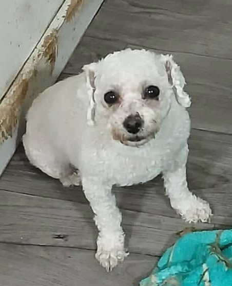 Piper