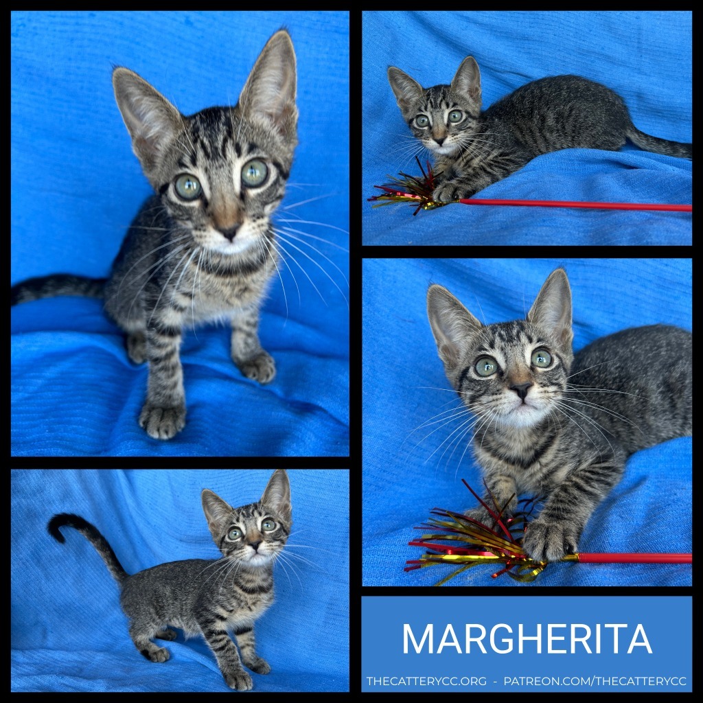 Margherita, an adoptable Domestic Short Hair in Corpus Christi, TX, 78414 | Photo Image 1