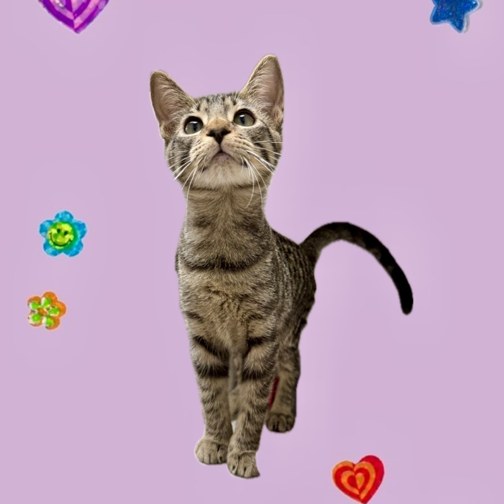 Margherita, an adoptable Domestic Short Hair in Corpus Christi, TX, 78414 | Photo Image 2