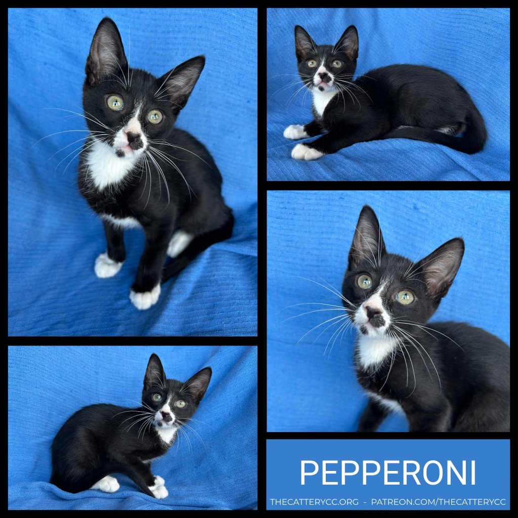 Pepperoni, an adoptable Domestic Short Hair in Corpus Christi, TX, 78414 | Photo Image 1