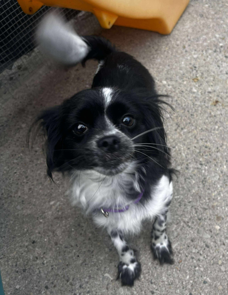 Missy, an adoptable Papillon, Mixed Breed in Warren, MI, 48089 | Photo Image 1