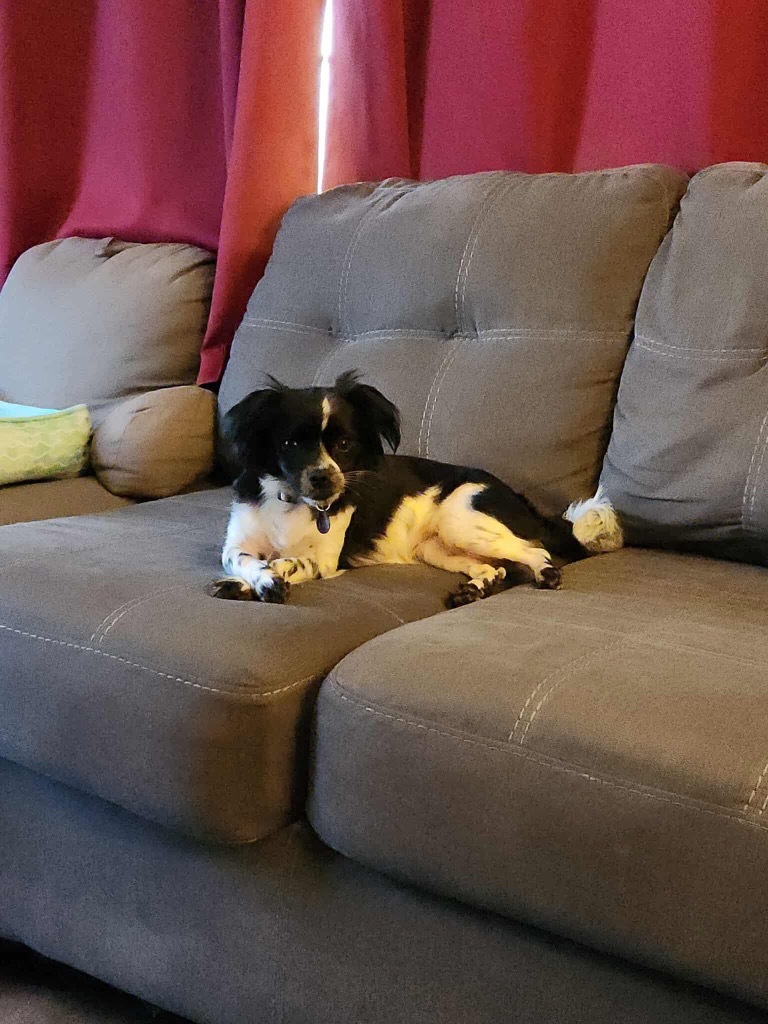 Missy, an adoptable Papillon, Mixed Breed in Warren, MI, 48089 | Photo Image 2