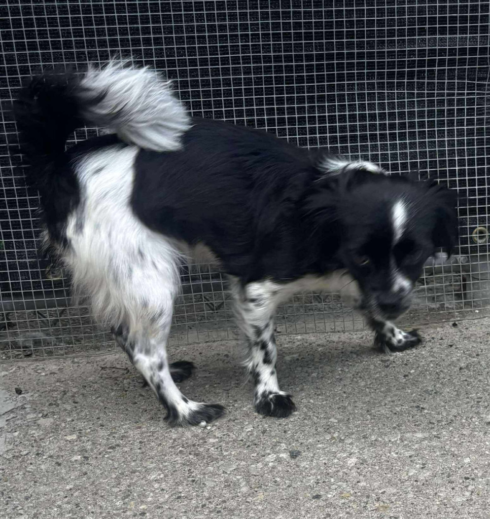 Missy, an adoptable Papillon, Mixed Breed in Warren, MI, 48089 | Photo Image 4
