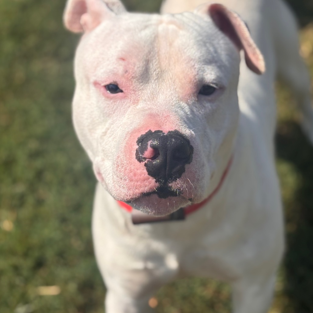 Spud