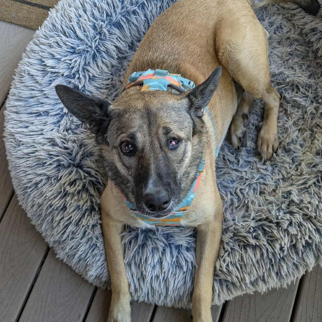 Maui, an adoptable Shepherd, Mixed Breed in Bend, OR, 97702 | Photo Image 1