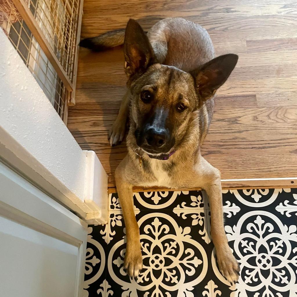 Maui, an adoptable Shepherd, Mixed Breed in Bend, OR, 97702 | Photo Image 2
