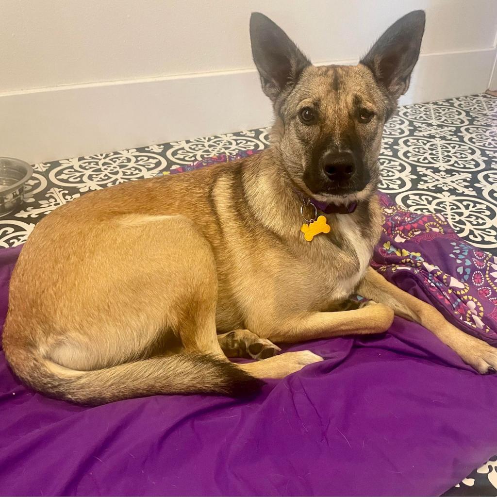 Maui, an adoptable Shepherd, Mixed Breed in Bend, OR, 97702 | Photo Image 3