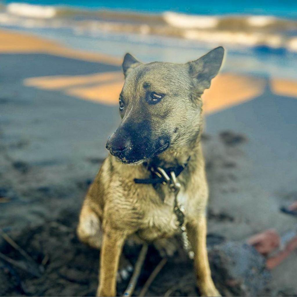 Maui, an adoptable Shepherd, Mixed Breed in Bend, OR, 97702 | Photo Image 4
