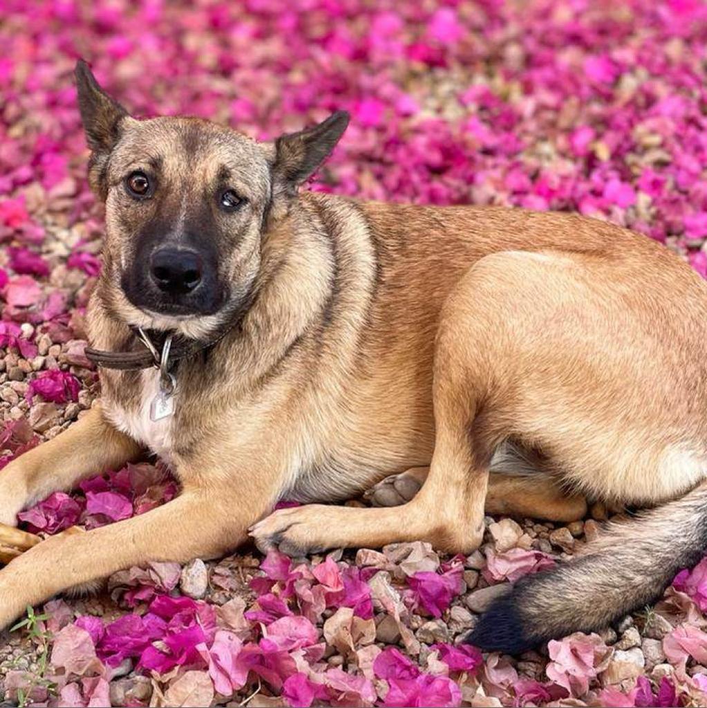 Maui, an adoptable Shepherd, Mixed Breed in Bend, OR, 97702 | Photo Image 5