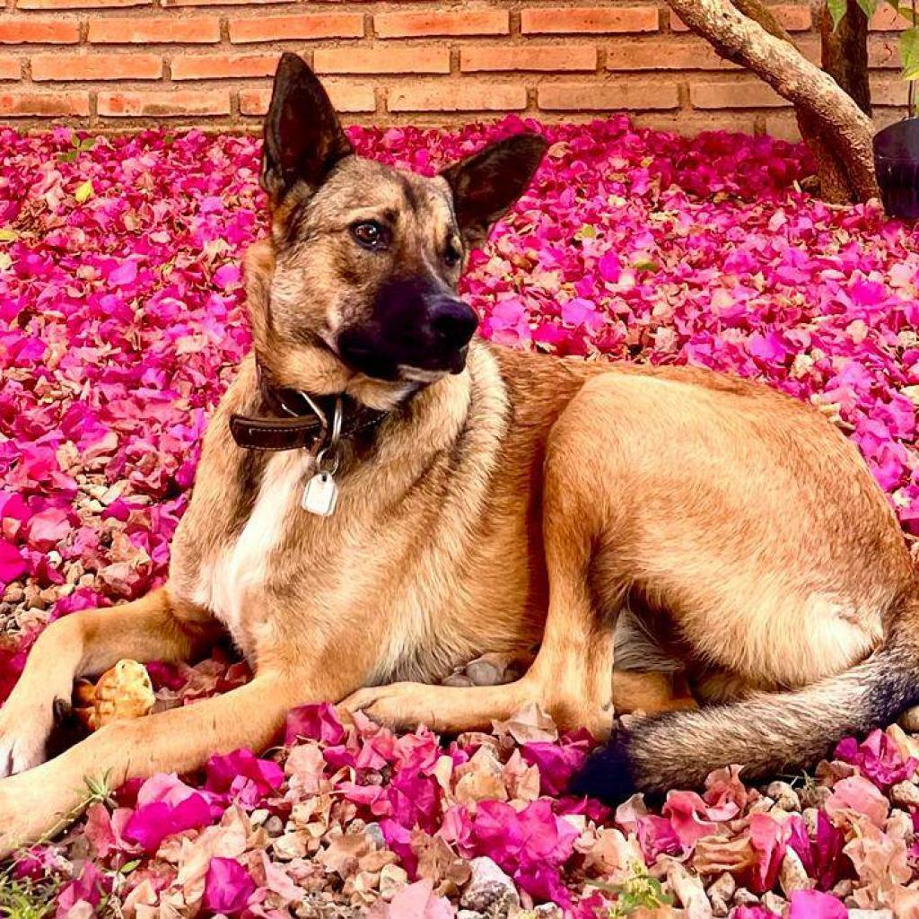 Maui, an adoptable Shepherd, Mixed Breed in Bend, OR, 97702 | Photo Image 6