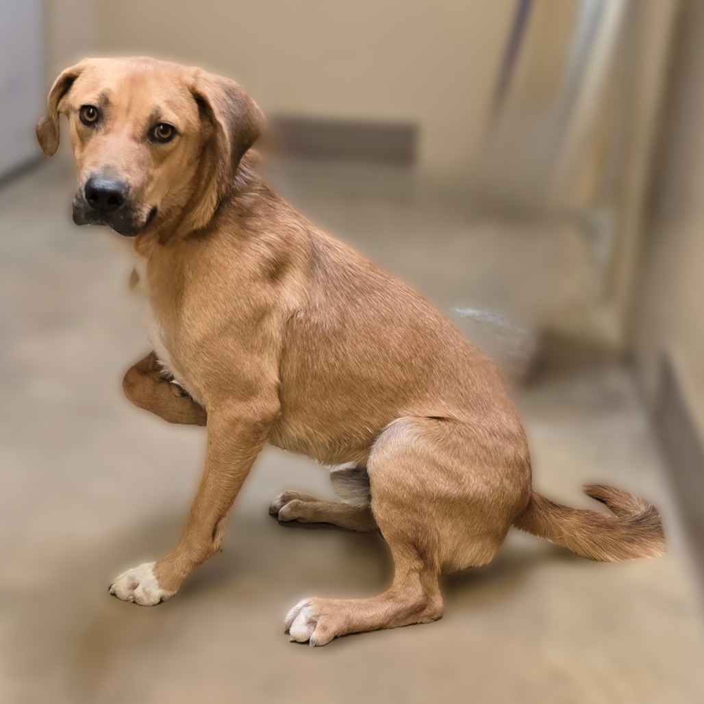 Redmond, an adoptable Catahoula Leopard Dog in Wickenburg, AZ, 85390 | Photo Image 2