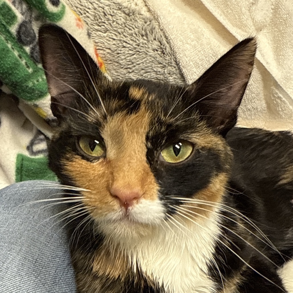 Nyx, an adoptable Domestic Short Hair in Bismarck, ND, 58507 | Photo Image 1