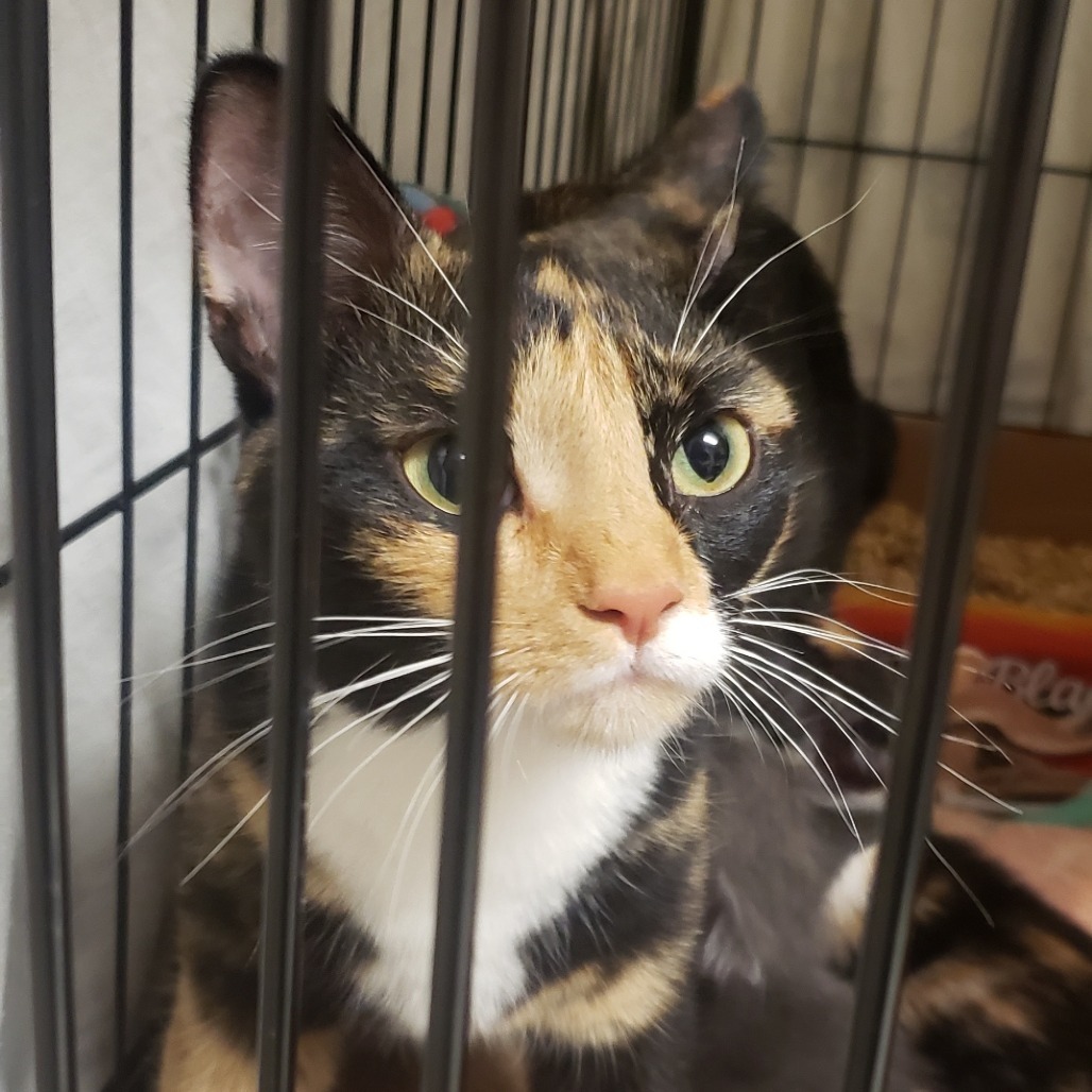 Nyx, an adoptable Domestic Short Hair in Bismarck, ND, 58507 | Photo Image 2