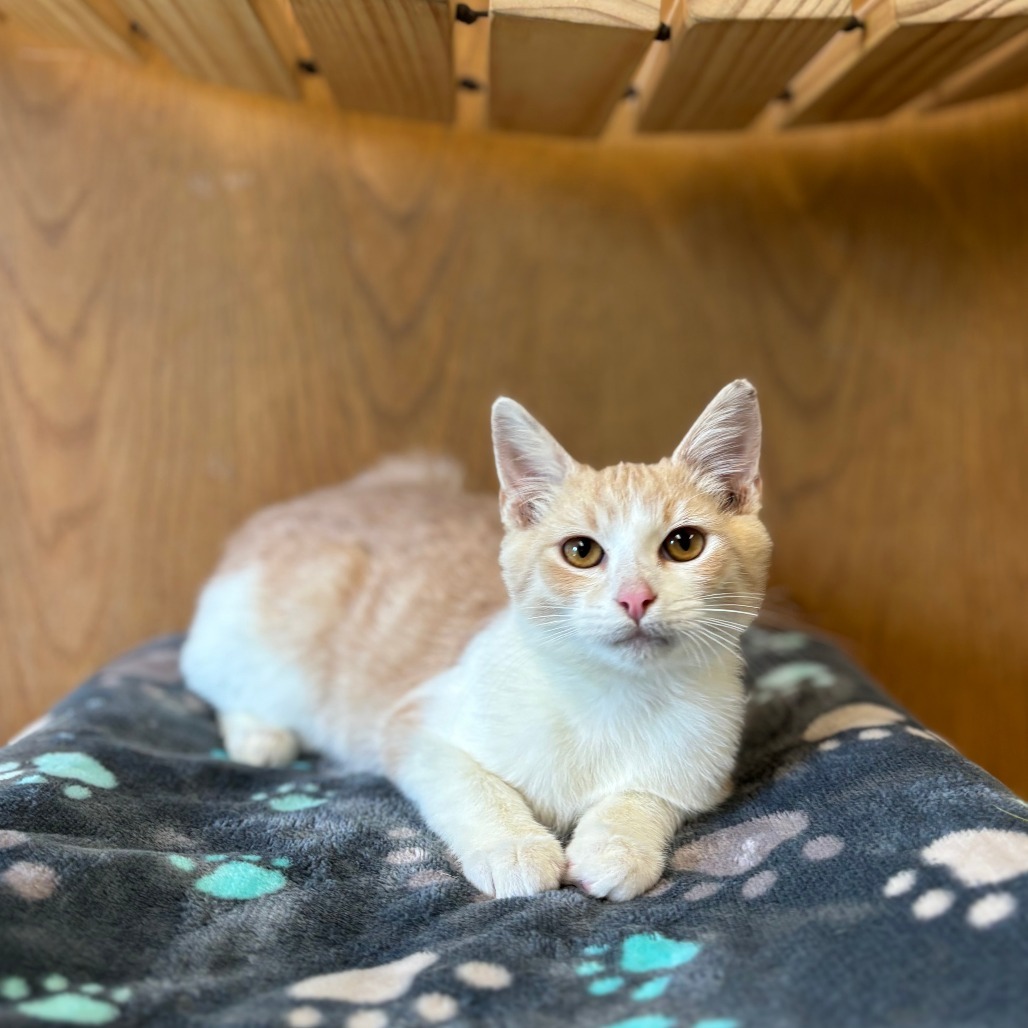 Carson--In Foster