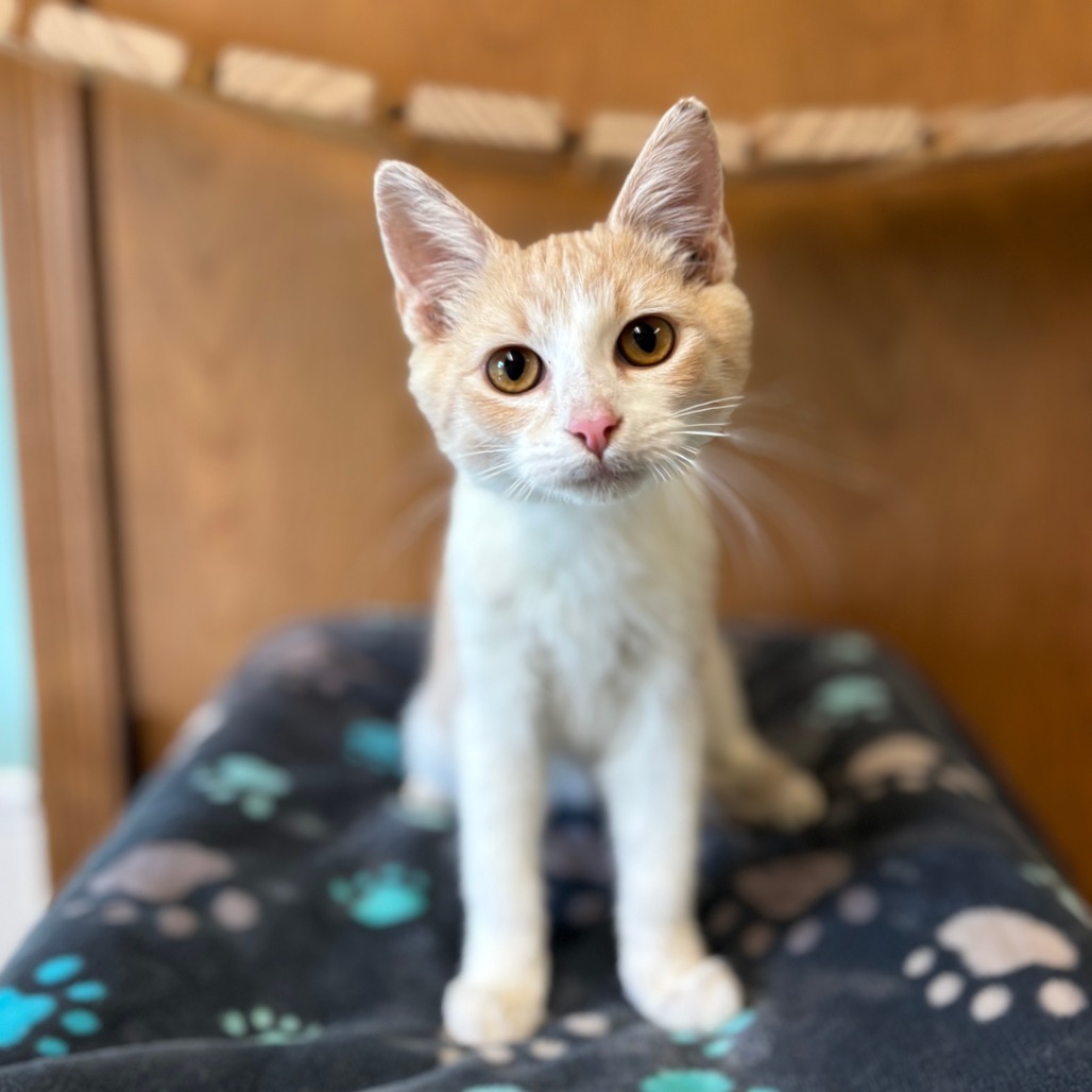 Carson--In Foster