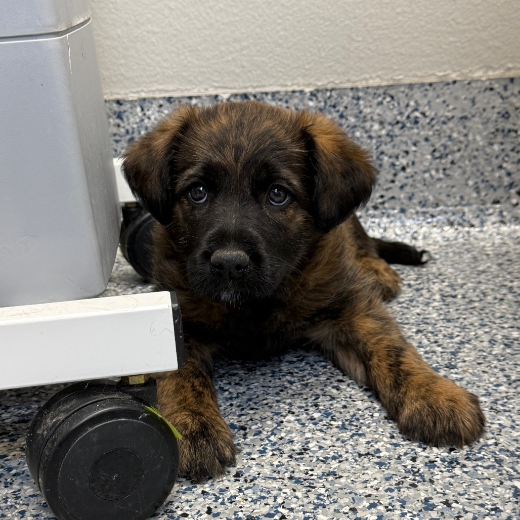 Koda