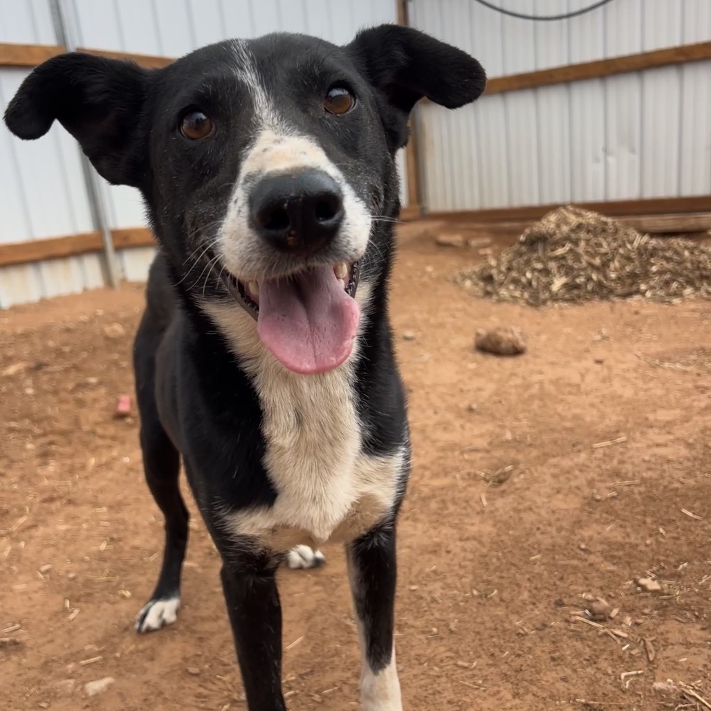 Popcorn, an adoptable Mixed Breed in Moab, UT, 84532 | Photo Image 1