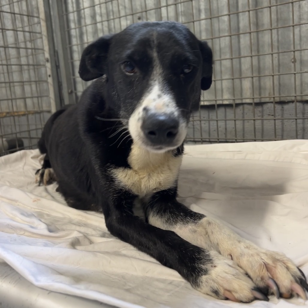 Popcorn, an adoptable Mixed Breed in Moab, UT, 84532 | Photo Image 2