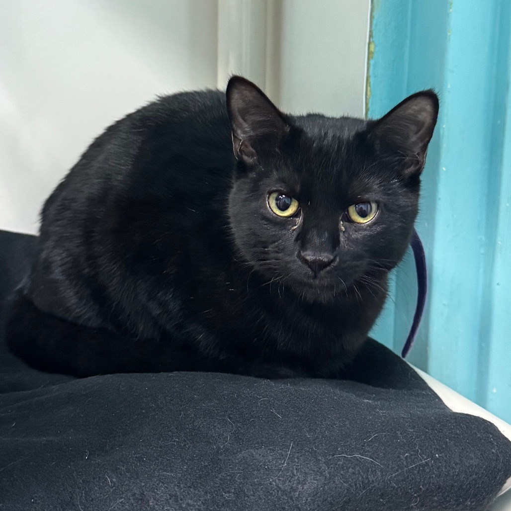 Juan (Magenta) 27871