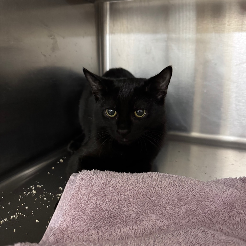 Juan (Magenta) 27871