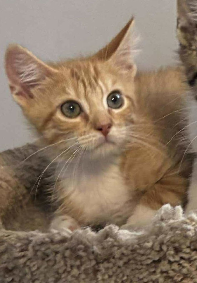 Zeke: Visit At Petsmart Lynchburg