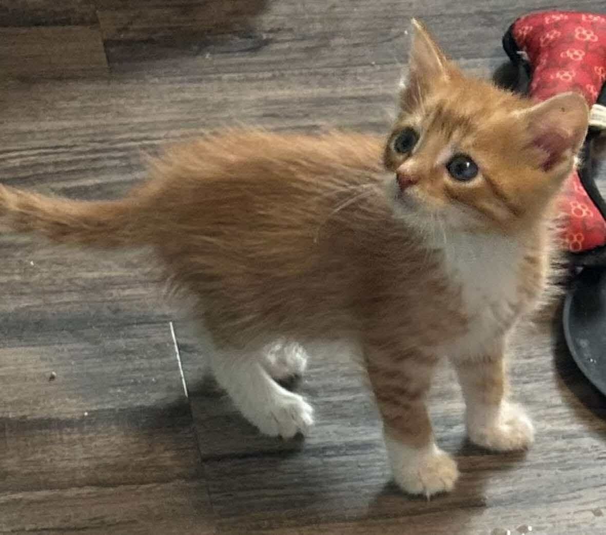 Zeke: Visit At Petsmart Lynchburg