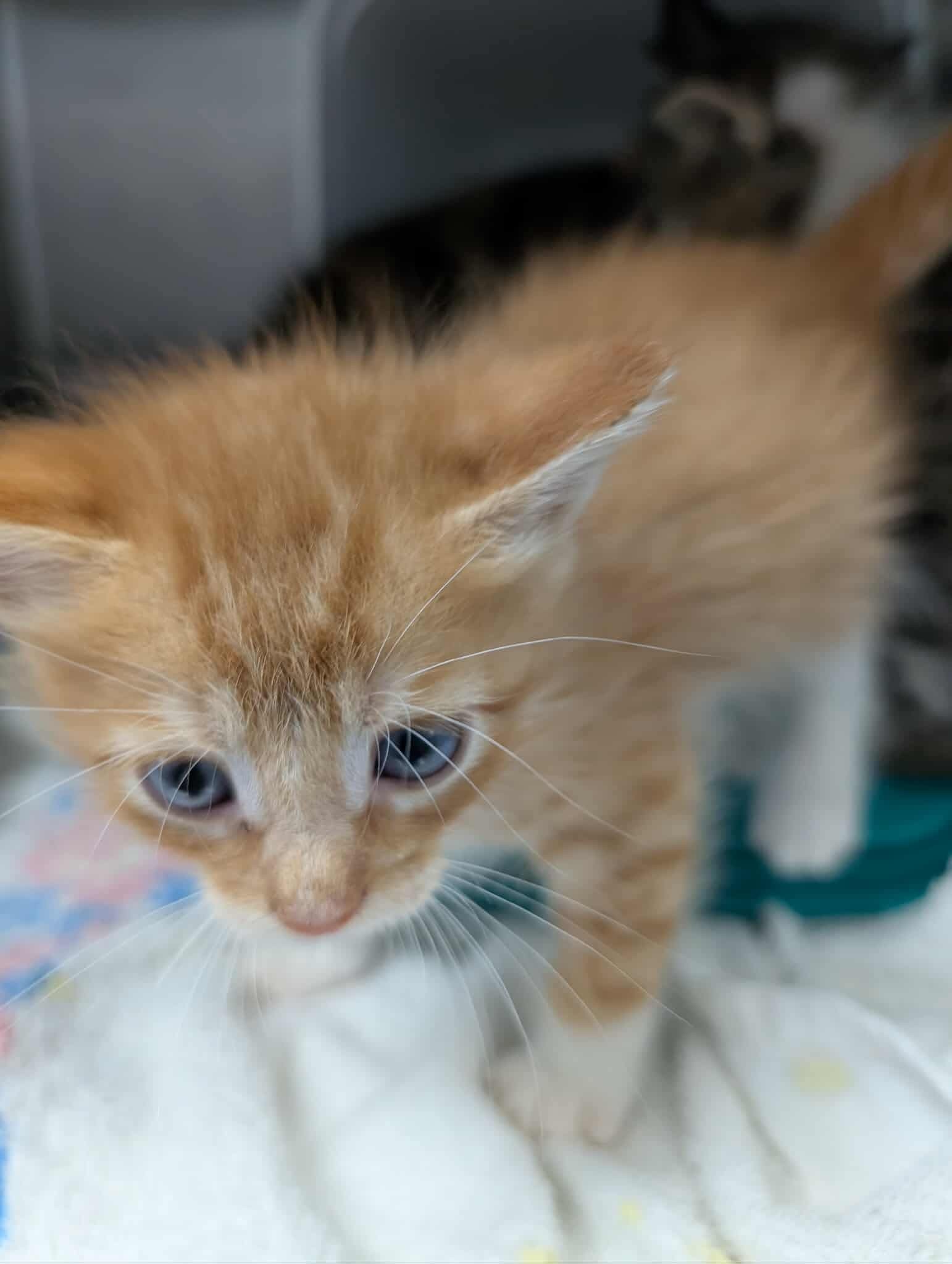Zeke: Visit At Petsmart Lynchburg