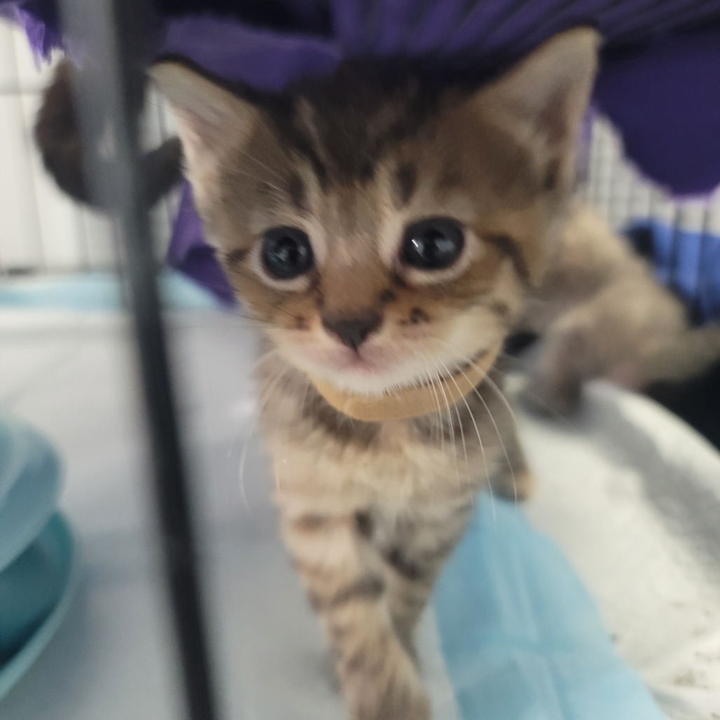 Olive (needs a buddy, can go with littermate)