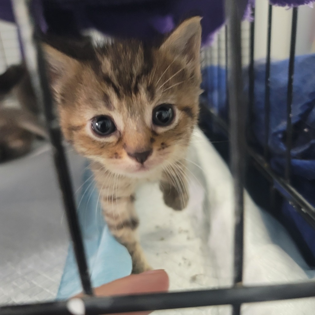 Olive (needs a buddy, can go with littermate)