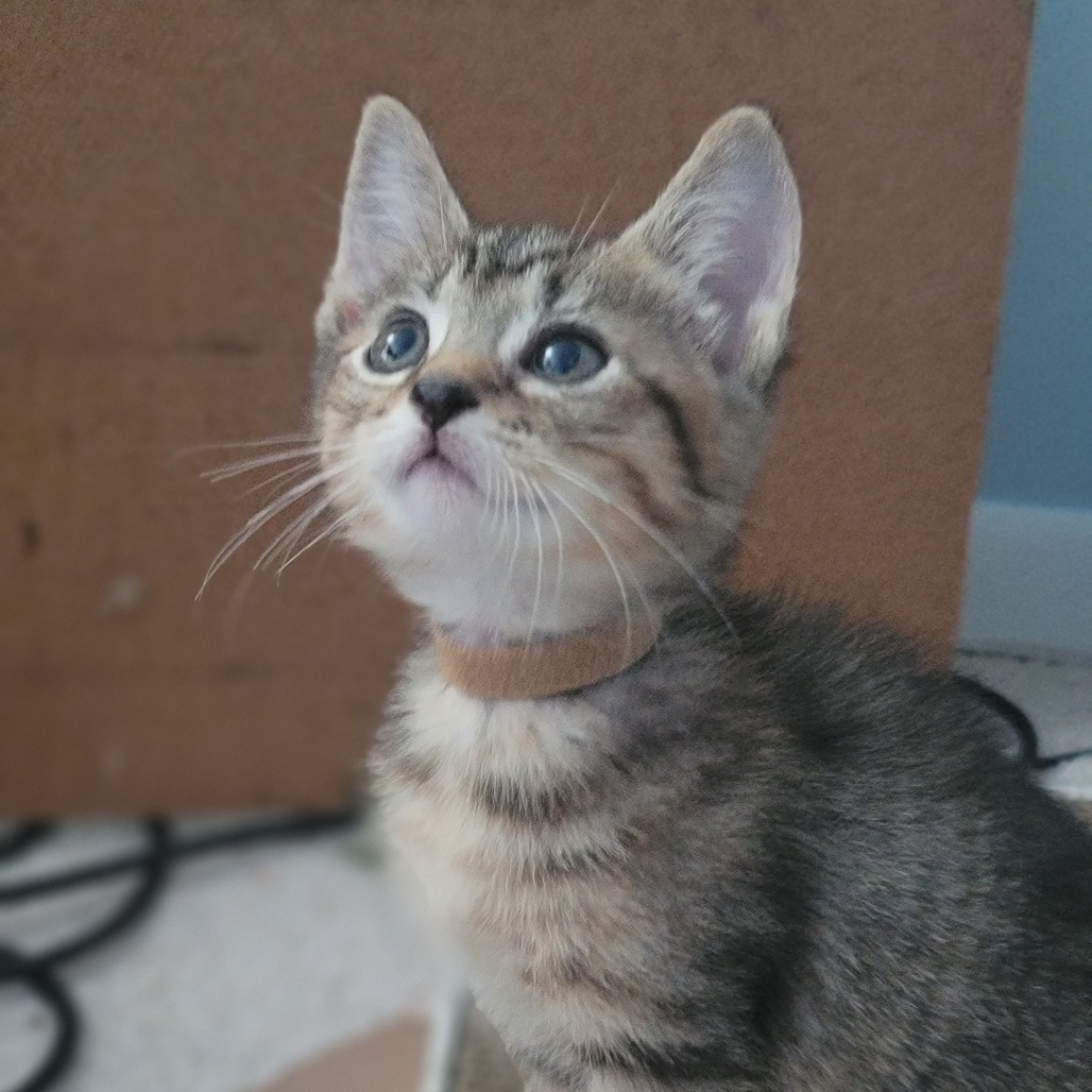 Olive (needs a buddy, can go with littermate)