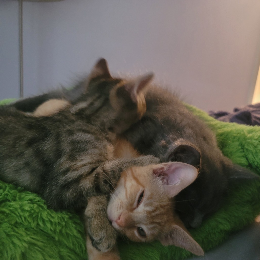 Olive (needs a buddy, can go with littermate)