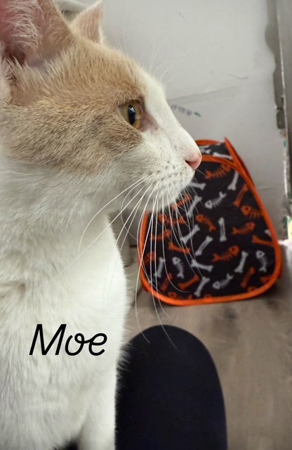 Mo