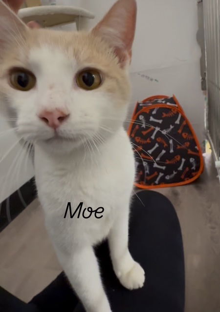 Mo