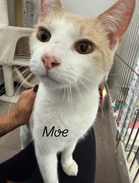 Mo