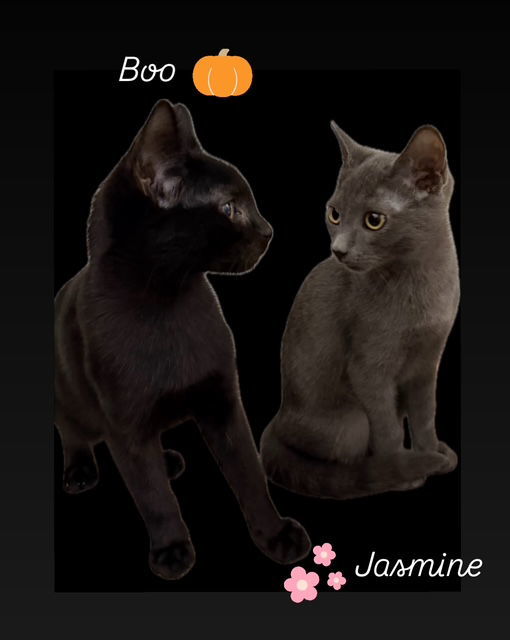 Boo