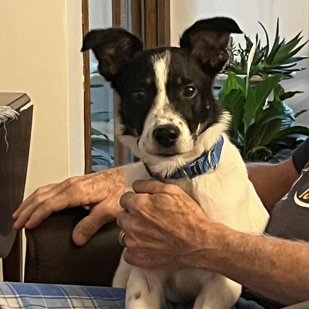 Kioti