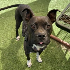 Security - sweet Boxer girl, good with kids!