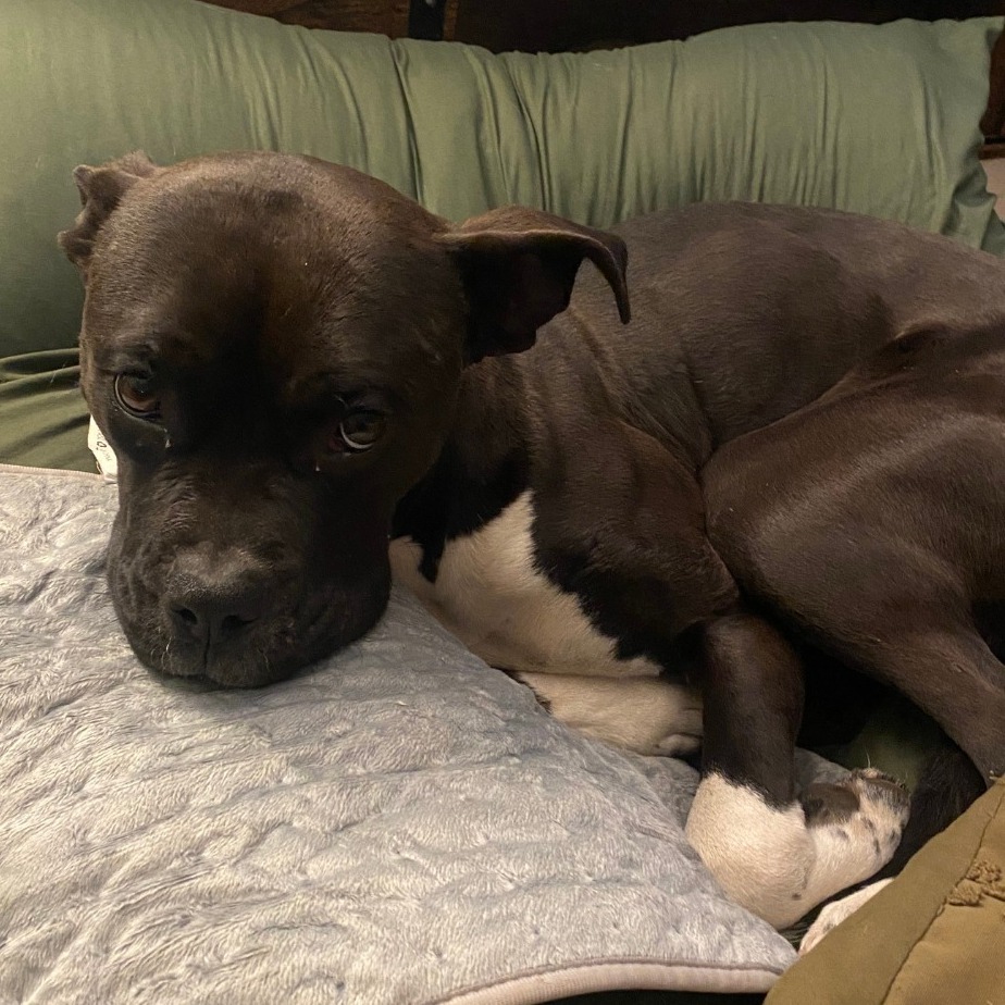 Security - sweet Boxer girl, good with kids!
