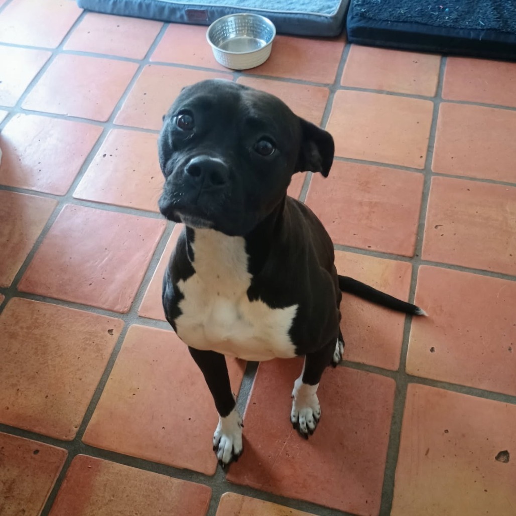 Security - sweet Boxer girl, good with kids!