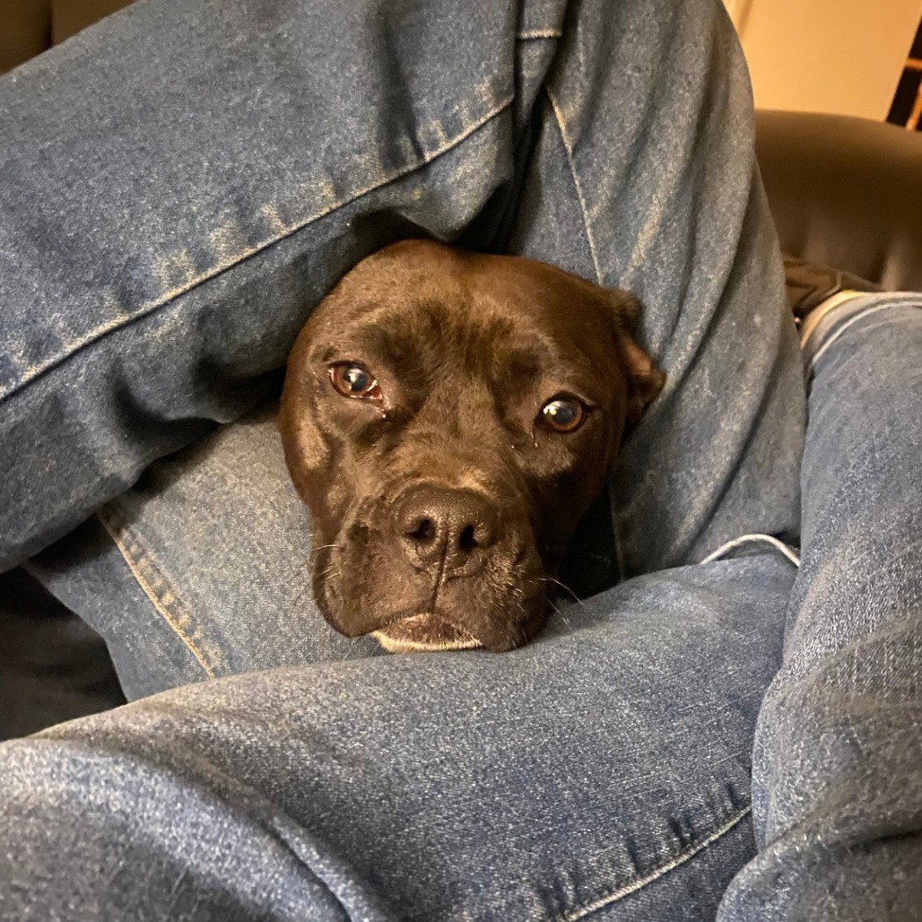 Security - sweet Boxer girl, good with kids!