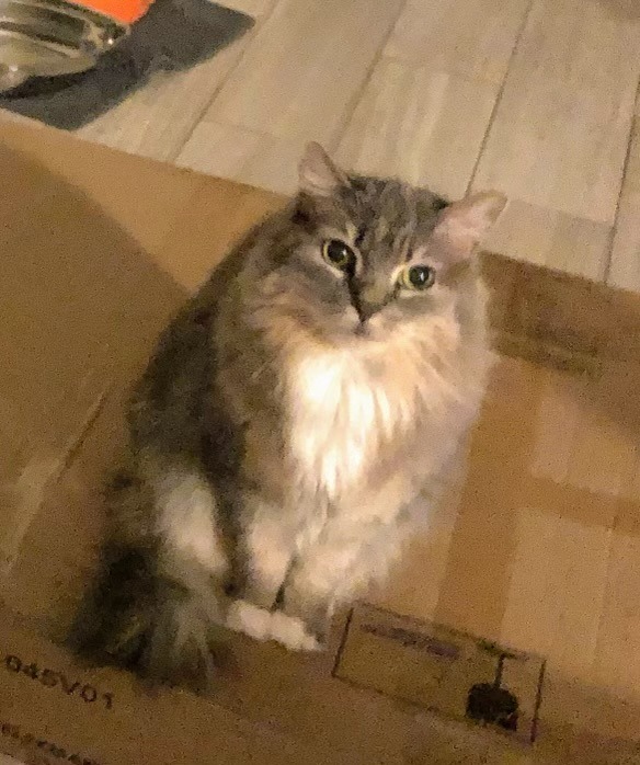 Mouse