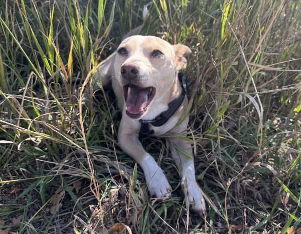 Don Chico thumbnail 2