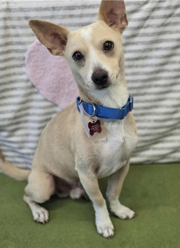 Don Chico thumbnail 3