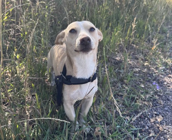 Don Chico thumbnail 4