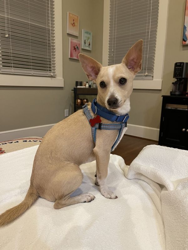 Don Chico thumbnail 5