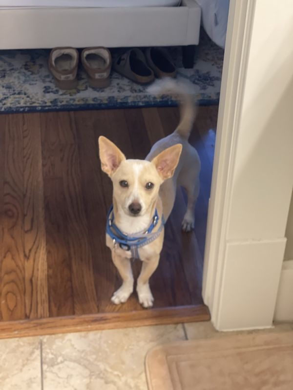 Don Chico thumbnail 6