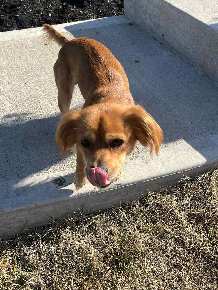 Wylie