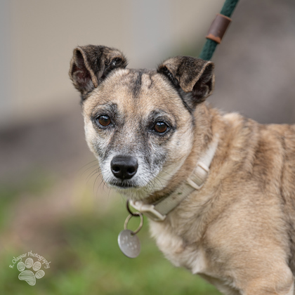 Rupert, an adoptable Mixed Breed in Honolulu, HI, 96826 | Photo Image 1
