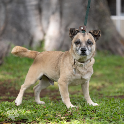 Rupert, an adoptable Mixed Breed in Honolulu, HI, 96826 | Photo Image 2