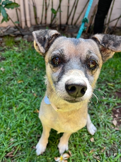 Rupert, an adoptable Mixed Breed in Honolulu, HI, 96826 | Photo Image 3